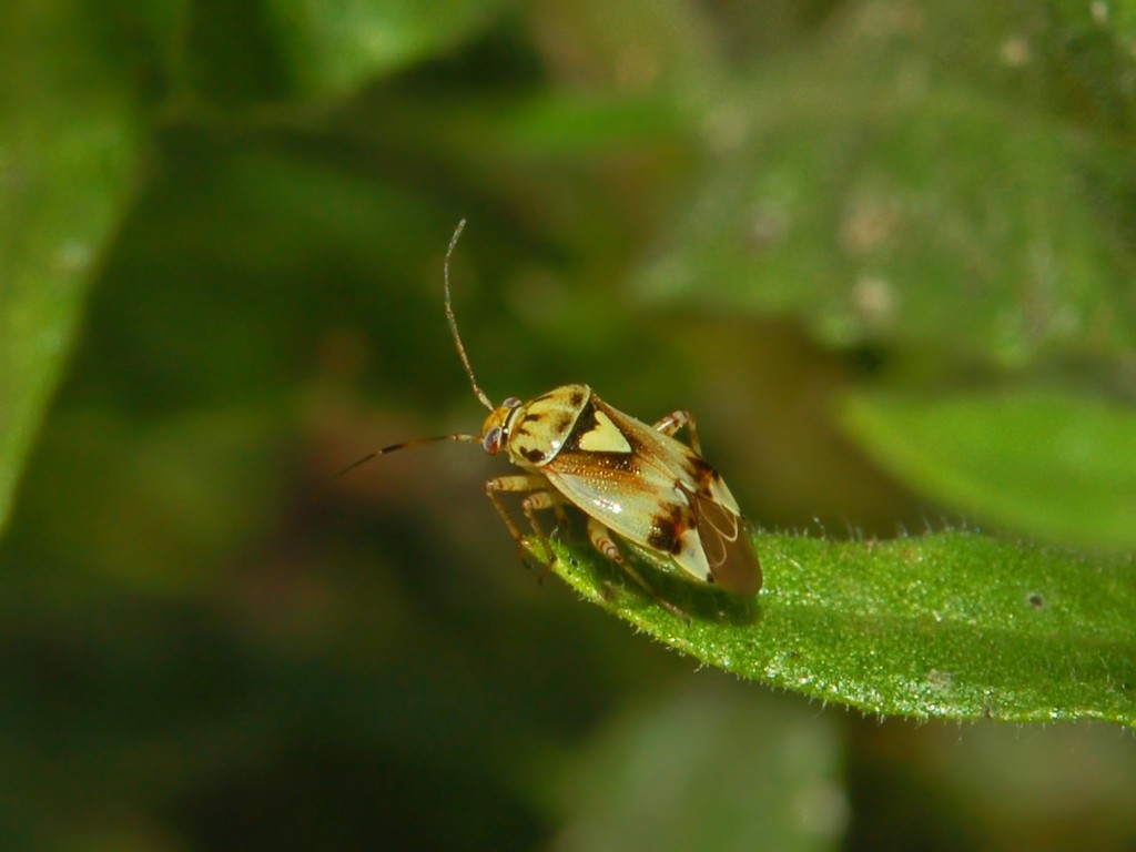 Miridae: Lygus pratensis dei dintorni di Genova